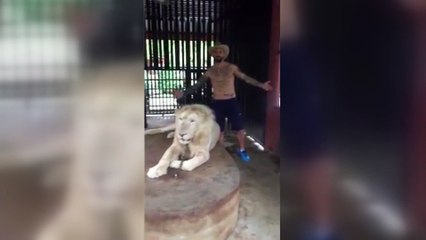 Aslan hareketlenince o cesur halinden eser kalmadı