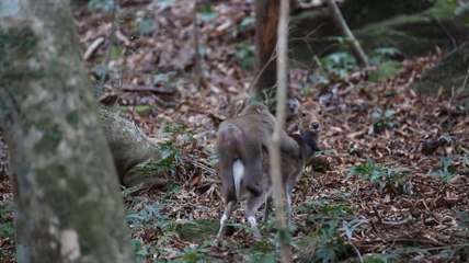 Un singe tente de s'accoupler avec une biche.