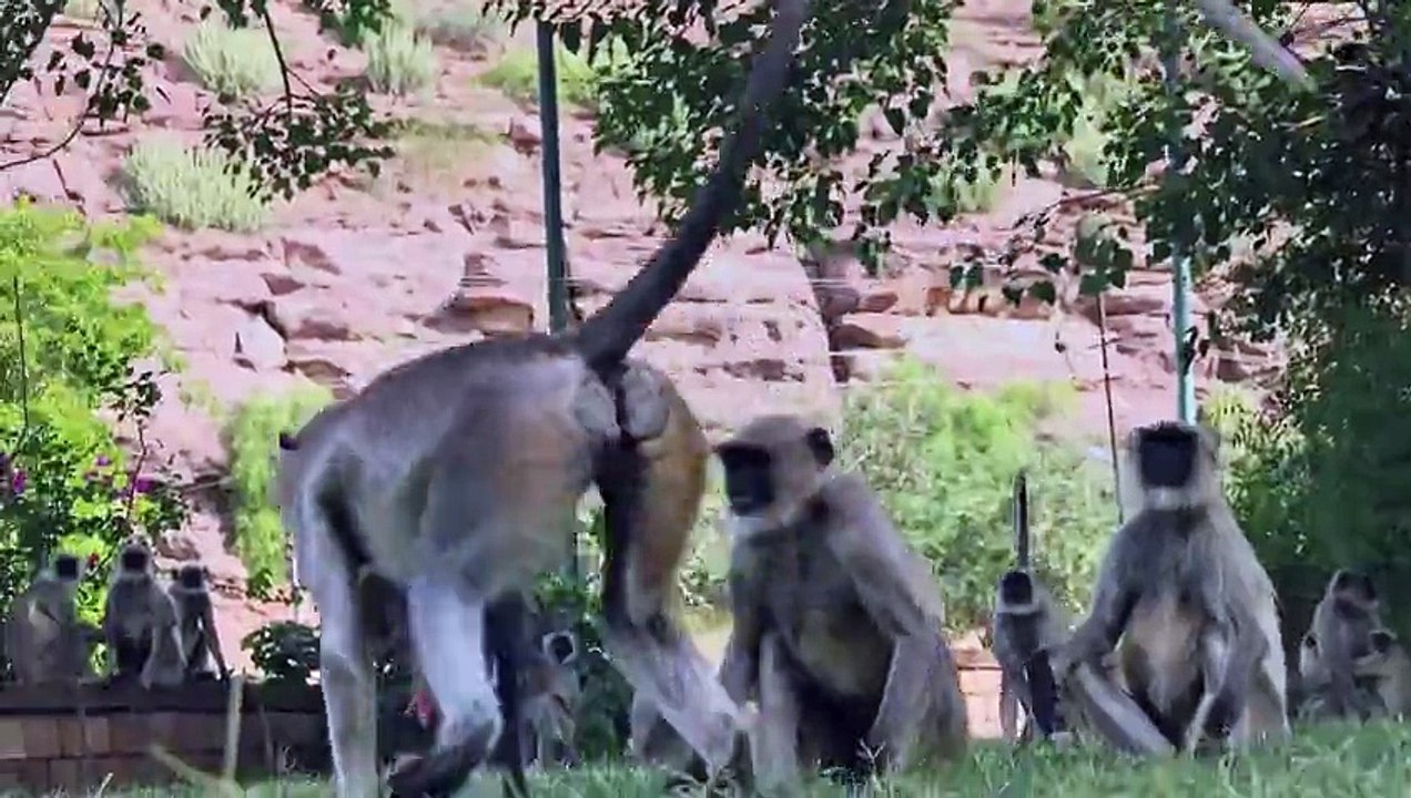Vrais singes VS singe robot