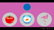 Colors for Children Kids and Toddlers | Learn Colours with Pictures | Kids Learning Videos