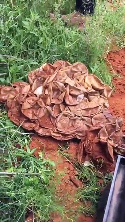 Ils extraient 68 bébés serpents pythons d'un terrier !