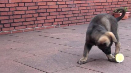 Puppy totally baffled by lemon, can't handle it