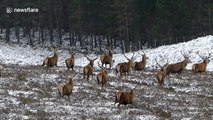 Red deer stag herd on the move as snow and strong winds hit Scottish highlands