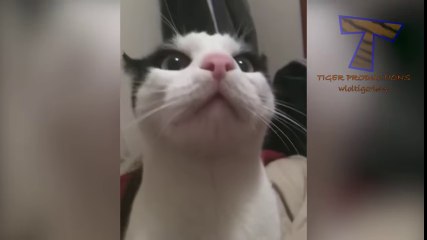 Cats are so funny you will die laughing - Funny cat compilation