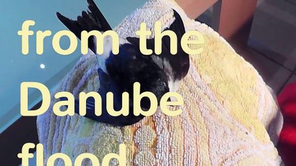 Vogelrettung aus der Donau Flut - Bird rescue from the Danube flood-XDPoUTILV8Y