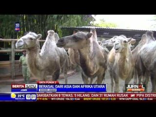 Unta Punuk Dua, Penghuni Baru Taman Safari Bogor