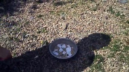 Chickens picking Tickets