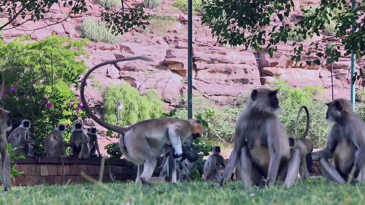 La réaction étonnante de singes face à un bébé singe robot