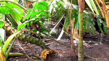 Cute blue duiker - the smallest antelope in South Africa-IsBIBLpsTKc