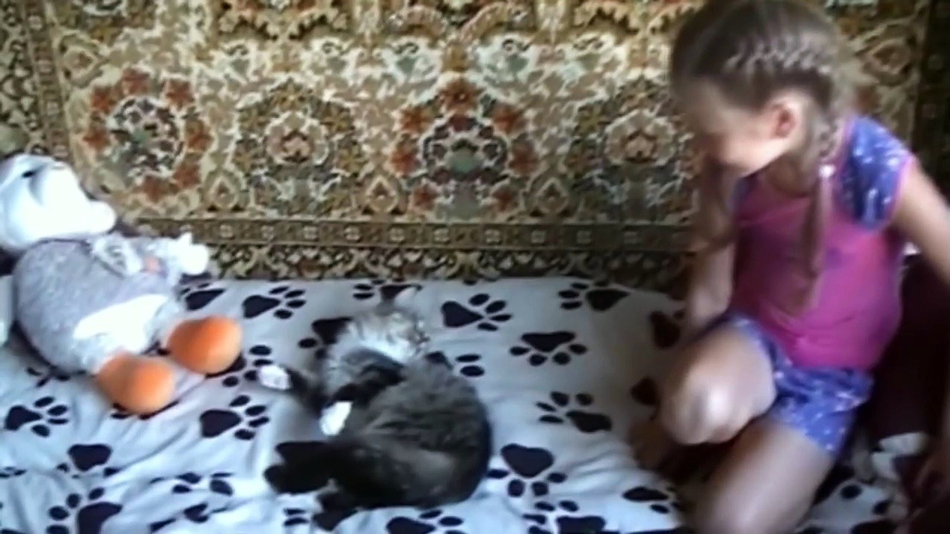 ⁣Кошки веселятся. Забавные коты и один пёс