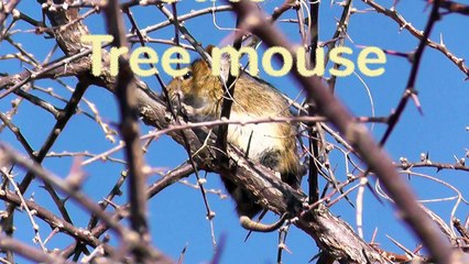 Cute Tree mouse in South Africa - niedliche Baummaus in Südafrika-Phgj9mCV0SQ