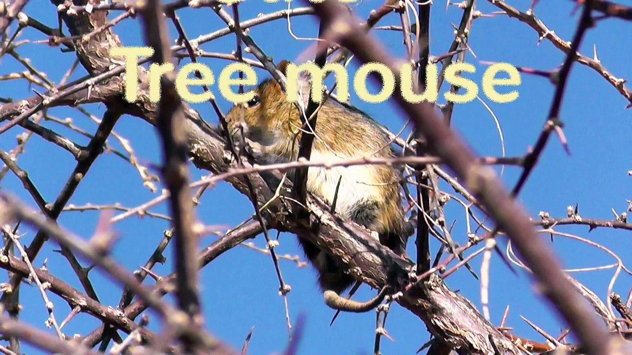 Cute Tree mouse in South Africa - niedliche Baummaus in Südafrika-Phgj9mCV0SQ