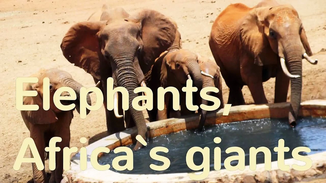 Elephants, Africa`s giants-EiF82a_7a9I
