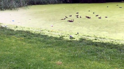 Ce chien confond la couche de lenticules avec de l'herbe, la suite est hilarante et catastrophique !