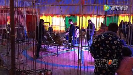 Un tigre est ficelé et immobilisé de force pour prendre des photos avec les visiteurs