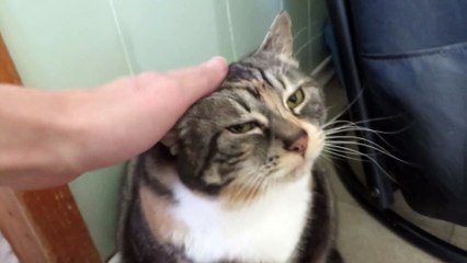 Typical cat unimpressed by owner's affection
