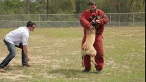 Soldier Adopts Dog That Saved His Life  National Geographic