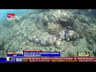 Ada Ikan Hiu Berkaki di Perairan Halmahera