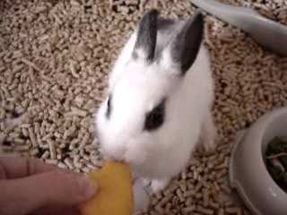 Lapine Perle