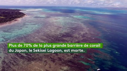 Plus de 70% de la plus grande barrière de corail du Japon est morte