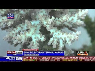 Nelayan Tanam Terumbu Karang Lestarikan Ekosistem Bawah Laut