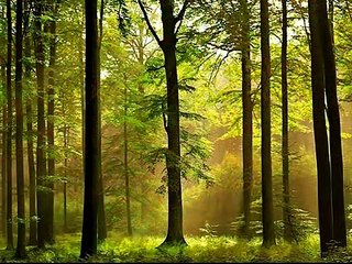 NGÀN THU ÁO TÍM (Hoàng Trọng) - Hồ Hoàng Yến