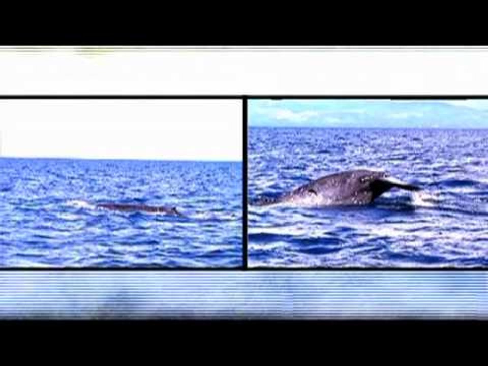 "The Wild Life" Doc Ferds Recio's Greatest Moments in Born to be Wild