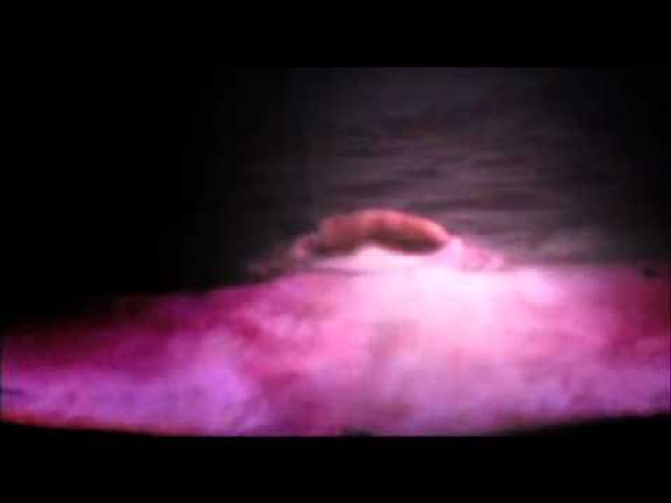 Born to be Wild: Thailand and Africa