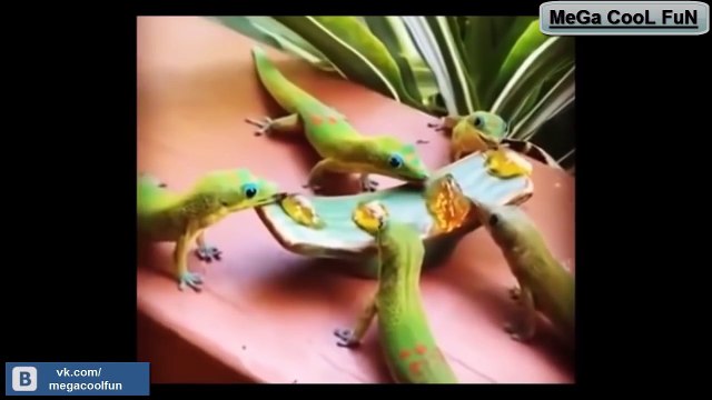 Просто Расслабься и Посмотри на это Приятное Видео