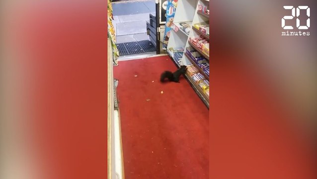 Un écureuil vole dans un magasin ! - Le rewind du jeudi 12 janvier 2017