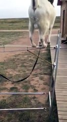 Amazing got and monkey