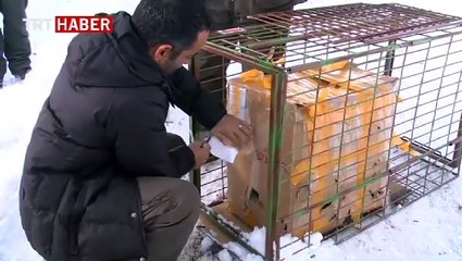 Kara akbaba doğaya bırakıldı