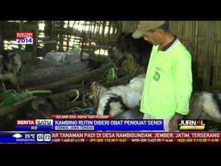 Kambing Jawarandu Jadi Primadona, Obat Kuat Kuncinya