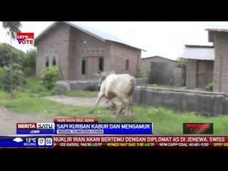 Sapi Kurban Mengamuk