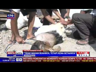 Istilah Politik Dikaitkan Hewan Kurban dan Iduladha