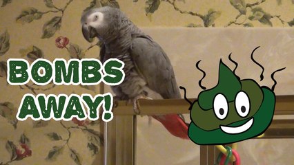Einstein Parrot says Bombs Away when pooping
