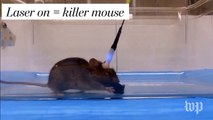 Scientists are turning docile mice into killing machines