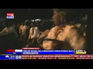 Delapan Kerbau Bule Semarakkan Kirab Satu Suro