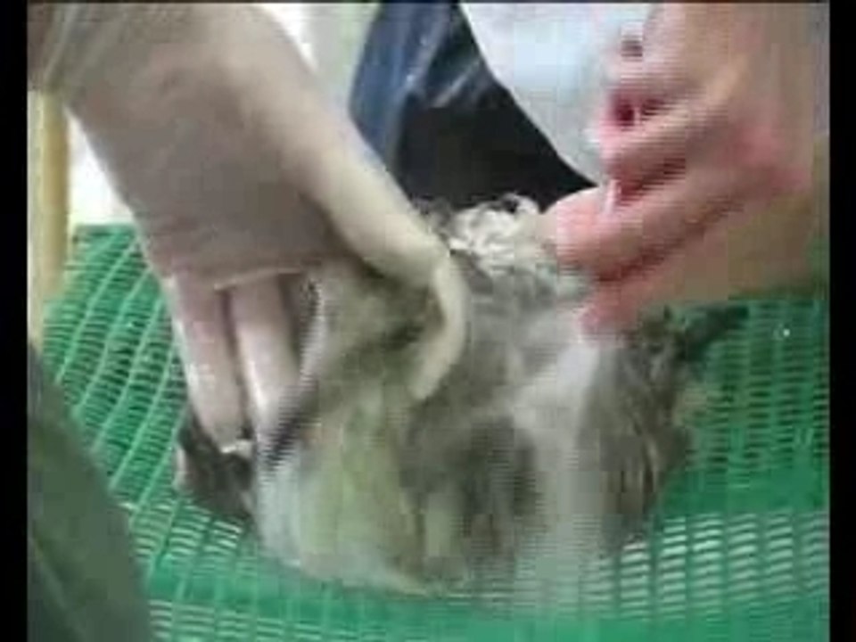 Oiseaux marins en danger