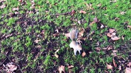 Part 3: Hyde Park, Ducks and Swans