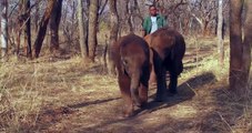 Attack leaves baby elephant struggling to survive-RyTIFp5w8UI