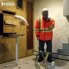 Kafesini yıkan sahibine +18 küfürler eden çılgın papağan!