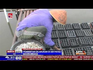 Budidaya Kepiting Soka Diminati Warga Pemalang