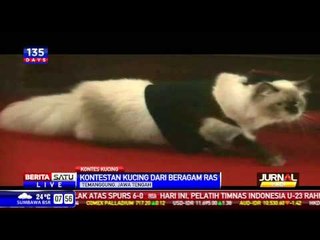 Kucing pun Eksis di Catwalk