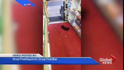 Toronto'da sincap marketten şeker çaldı