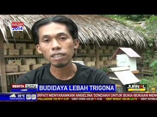 Warga Pemalang Andalkan Lebah Madu Trigona