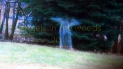 real angels in the woods 2017