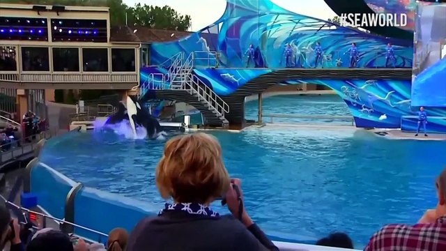 ¡Fin al espectáculo! SeaWorld de San Diego acaba con su show de orcas