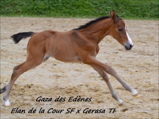 Gaza des Edènes 1,3, 8 jours