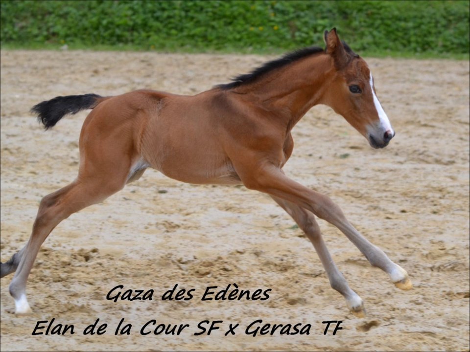 Gaza des Edènes 1,3, 8 jours